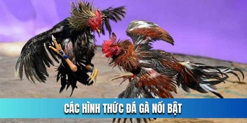 mot-so-hinh-thuc-da-ga-duoc-yeu-thich-nhat-hien-nay